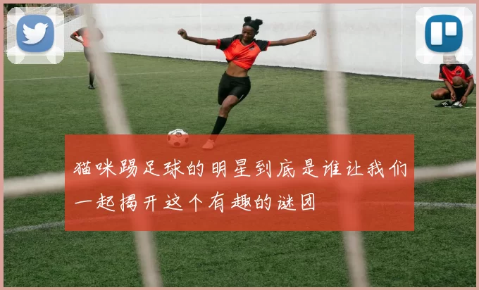 猫咪踢足球的明星到底是谁让我们一起揭开这个有趣的谜团
